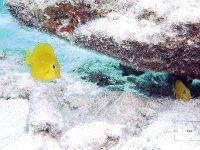 Blue Tang Juvenile